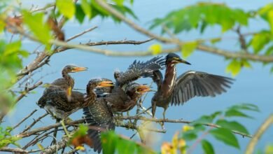 call attempts by weekday