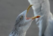 peak call behavior analysis