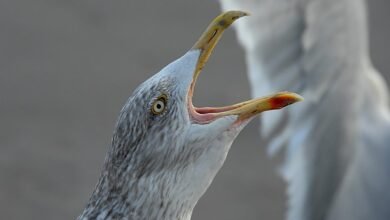 peak call behavior analysis