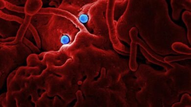 laturedrianeuro transmission potential unclear